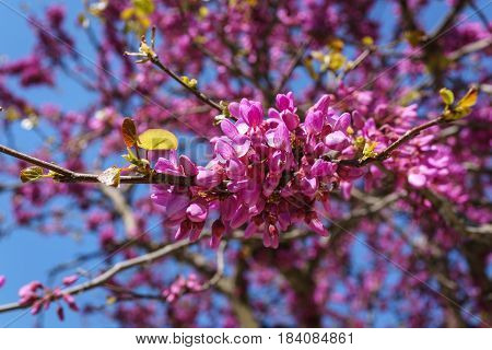 Closed up of pink Judas Judasbaum (Cercis siliquastrum) flowers sprouts in daylight sunshine.