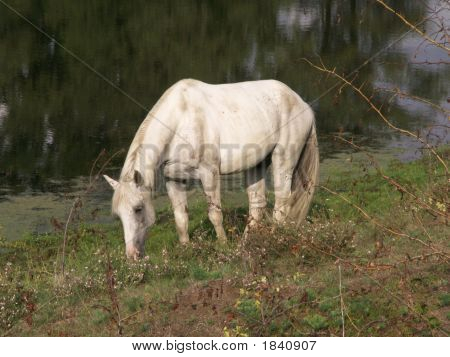 Pferd Futter