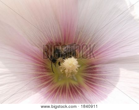 Insekt im Inneren Flowe
