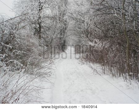 Weg im Wald im Winter 