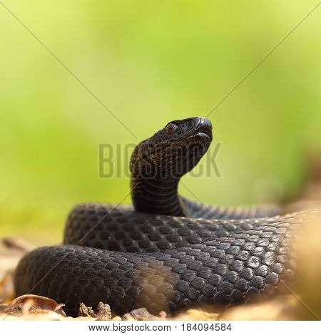 closeup of black european adder ( Vipera berus nikolskii )
