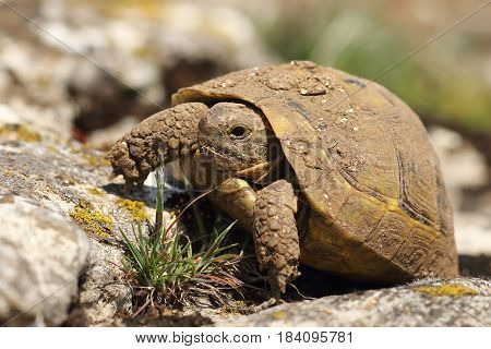 dirty greek turtoise in natural habitat ( Testudo graeca animal hatched from hibernation in early spring )