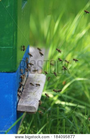 Honey bees returning into the hive, grass in the background