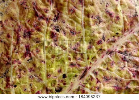Ramularia, a common disease found on dock leaves