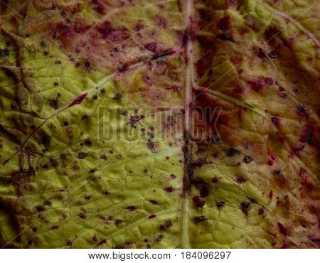 Ramularia, a fungal disease common on dock leaves