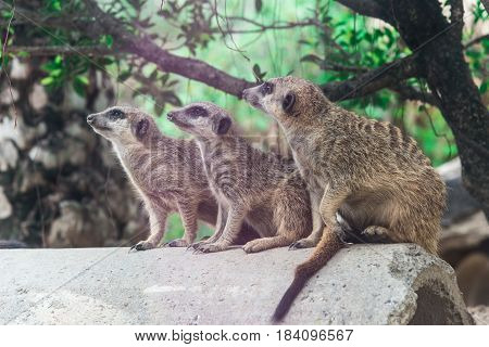 Soft or vintage three meerkat looking something.