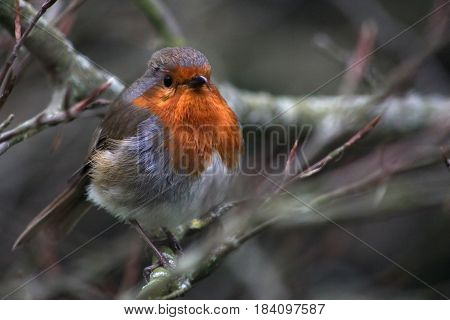 A Red-breasted robin perched on a tree branch