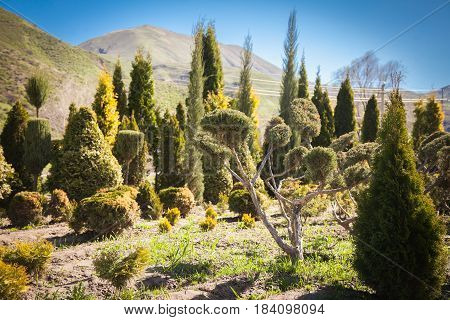 Mountain Flower Meadow In Springtime