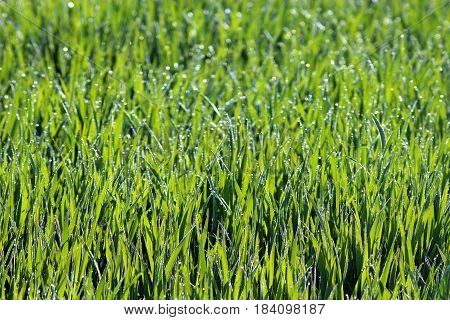 green crop field with dewdrops in backlight