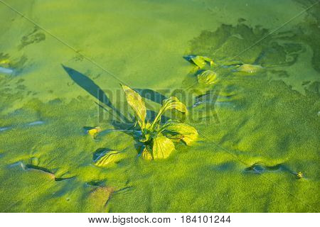 concept of water pollution environmental with river is covered green duckweed and plant