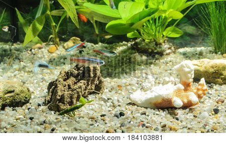 aquarium with many fish and natural plants.Tropical fishes.aquarium with green plants