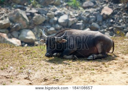 Asian buffalo having rest on terraced mountains in Sa Pa, Vietnam.