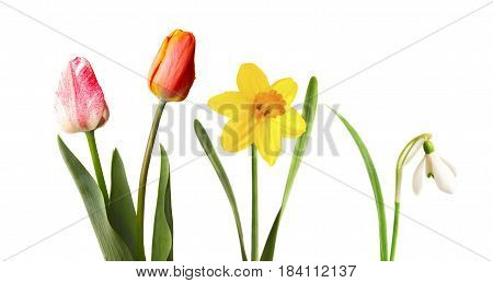 Red and pink tulips, yellow narcissus and snowdrop, isolated on white background