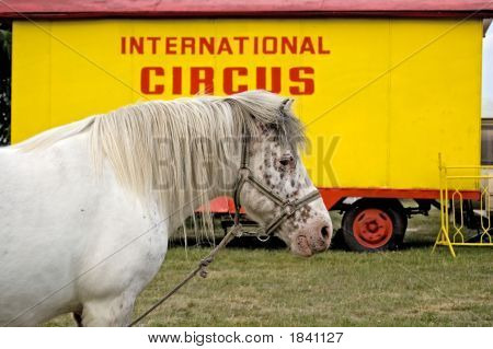 Internationale Zirkus-Pferd