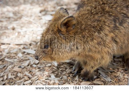 Closeup of brown furry quokka, marsupial, roaming free in it's natural habitat at Rottnest Island in Western Australia.