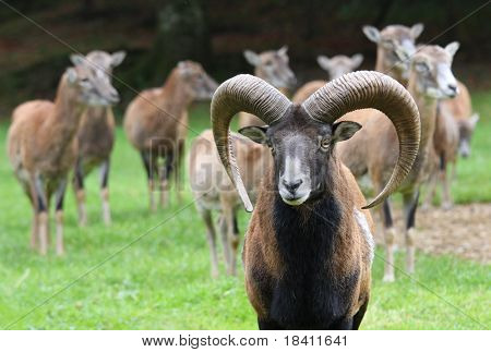 gruppo di mufloni su sfondo d'autunno