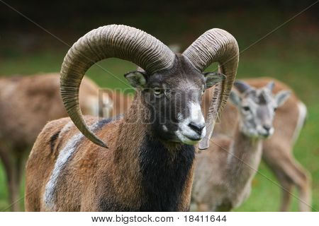 Muflone maschio con il suo gruppo in background