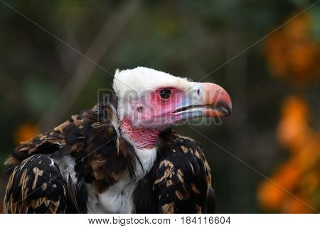 Whiteheaded vulture portrait (Trigonoceps occipitalis)