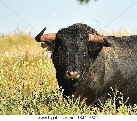 spanish bull in countryside with big horns