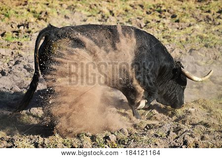 spanish bull in countryside with big horns
