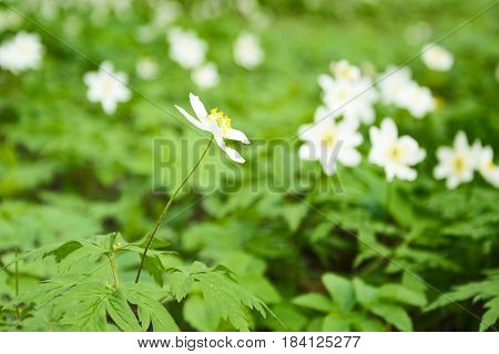 Snowdrop spring flowers. Snowdrop forest. Forest glade with spring primroses. spring flower