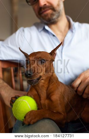 Dog Is Resting With Its Owner Playing With Beloved Ball