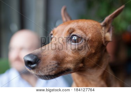 Dog And Its Owner Look Thoughtfully Out The Window, Watching The Street. Friendship Between A Dog An