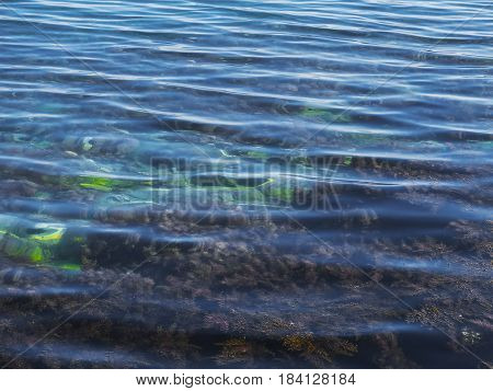 The seaweed in the ocean in the clear water