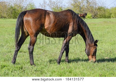 Horses Graze In The Pasture. Paddock Horses On A Horse Farm. Walking Horses