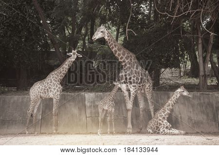 Mother and son of Specie Giraffa camelopardalis family of Giraffidae.