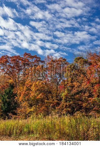 A cloudy blue sky with multicolored leaves in this field in Schoolys Mountain Park in Morris County New Jersey.