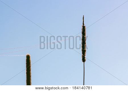 Necklace of dew drops on a string of cobwebs between blades of grass closeup against a blue sky. Selective focus space for copy.