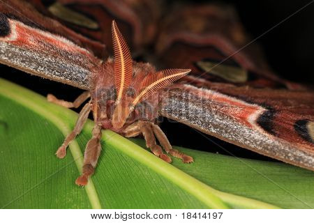 블랙에 거 대 한 누 나 방 Attacus 아틀라스