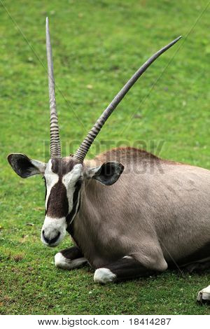Antilopa Oryx