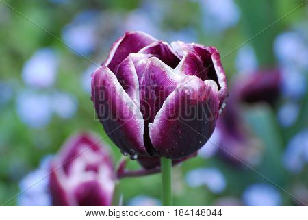 Pretty perfect purple tulips with water drops on the tulip petals.