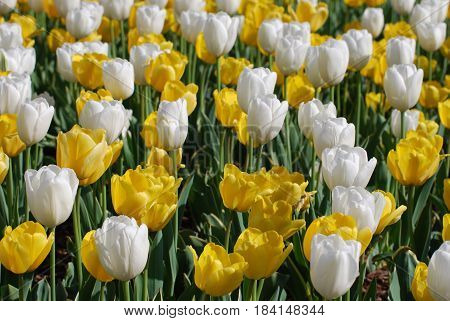 Yellow and white field of tulips in bloom.