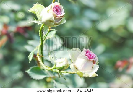 pink roses in the garden , rose