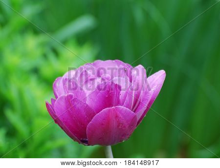 Dark pink parrot tulip flower blossom flowering.