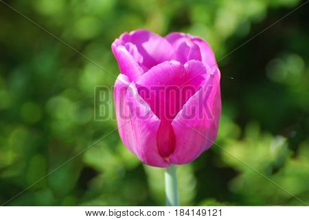 Flowering single dark pink tulip flower blossom in a garden.