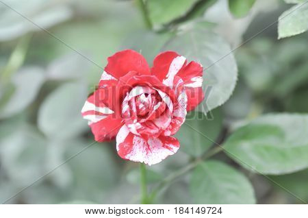 red and white roses in the garden