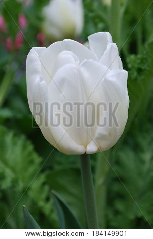 Garden with a pretty blooming white tulip flower.