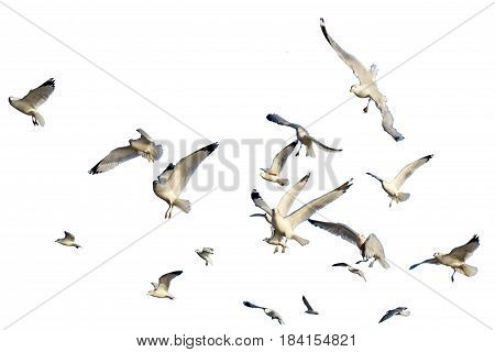 Ring-billed seagulls (Larus delawarensis) in flight isolated against a white background