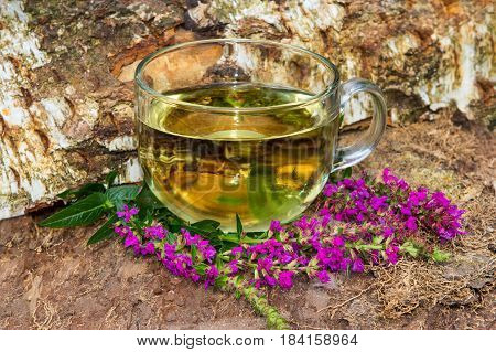 Tea Or Infusion Of Lythrum Salicaria Or Purple Loosestrife.