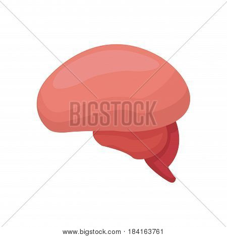 brian organ human mind healthy vector illustration
