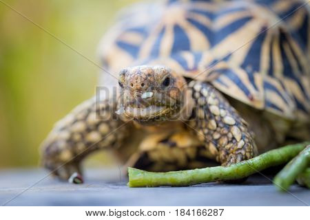 Close up of indian turtle or star turtle eating vegetable