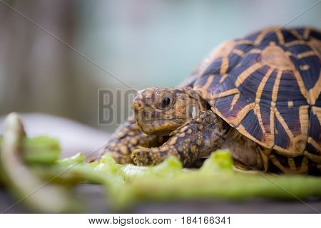 Close up of indian turtle or star turtle eating vegetable