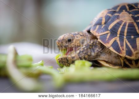 Close up of indian turtle or star turtle eating vegetable