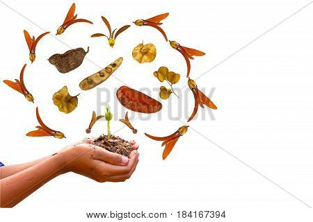 Hand of boy , young plant and plant seed stack as big tree shape on white background,touch -up in new hope of green earth concept