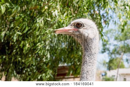 Ostrich or Common Ostrich (Struthio camelus) reared in a fence for tourists in Vietnam.