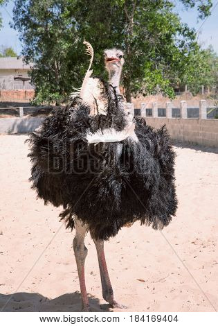 Ostrich or Common Ostrich (Struthio camelus) reared in a fence for tourists in Vietnam.